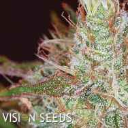 Vision Seeds Northern Lights